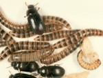 Larva gândacului de bălegar devine 