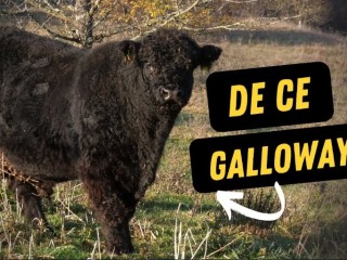 Ferma de vaci Galloway, dorința de-o viață a lui Fabiu Zlătar-Toma