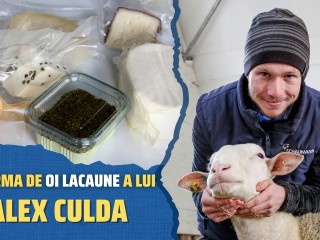 Oaia Lacaune, alegerea inspirată a lui Alex Culda! Mulge oile şi pe timp de iarnă!