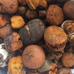 Buy cow /Ox Gallstone Available On Stock Now