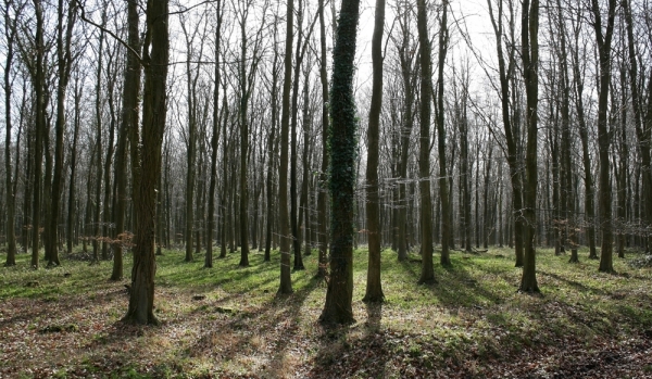 Autorităţile nemţene vor acordul proprietarilor de teren agricol pentru a înfiinţa perdele forestiere