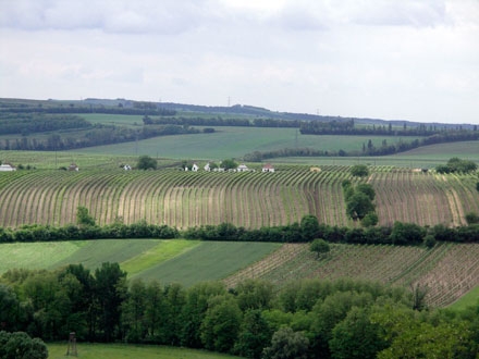 Câmp agricol