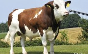 baltata-tip-simmental