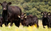 aberdeen-angus