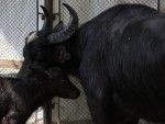 Ce animale cumpără străinii de la fermierii români cu 2.000 de euro exemplarul?