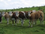 INS: Efectivele de bovine la 1 iunie 2011 - în scădere