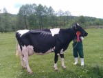 Sărbătoarea crescătorilor de vaci Holstein