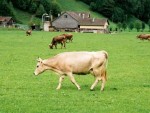 Ministrul Agriculturii: Cu 2-3 hectare şi o vacă nu se face agricultură performantă