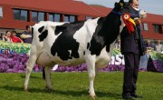 vaca-holstein