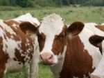 Mureş: Scădere dramatică a numărului de bovine şi a producţiei de lapte