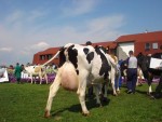 Zilele Crescătorului de Taurine HOLSTEIN RO