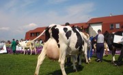 vaci-holstein2