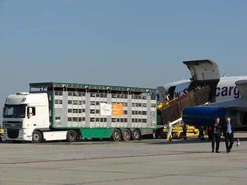 Văcuţele irlandeze au ajuns în România cu avionul