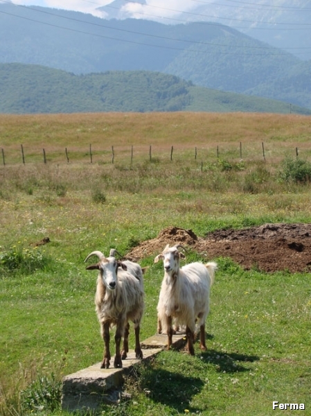 la-poalele-Fagarasului