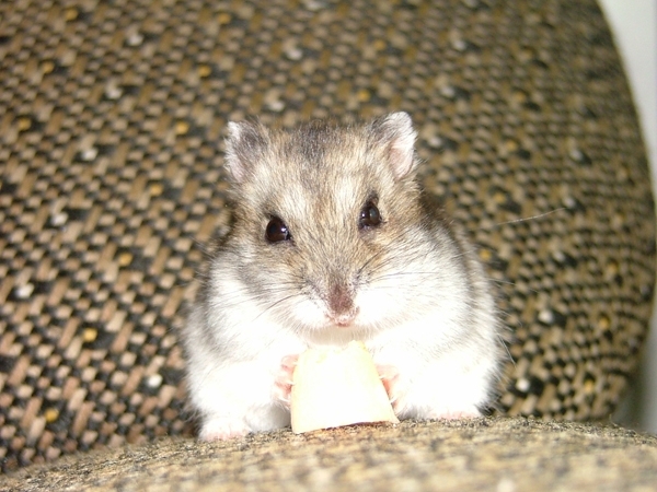 hamster