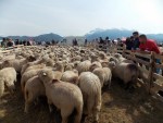 Negocieri pentru exportul de ovine