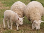 Crescătorii de ovine şi caprine au cerut CNDP pentru peste 2 milioane de animale