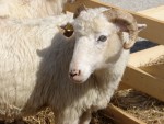 Mii de vizitatori şi peste 120 de standuri la Expoziţia de ovine de la Costeşti