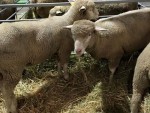 EXPORT OVINE: „RĂZBOIUL” DECLARAŢIILOR şi ADEVĂRAŢII PERDANŢI!