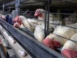 Germania: Scandalul dioxinei loveşte în plin crescătorii de animale