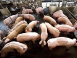 Brăila: Complexul de porci deţinut de omul de afaceri Gheorghe Caruz, prădat de hoţi