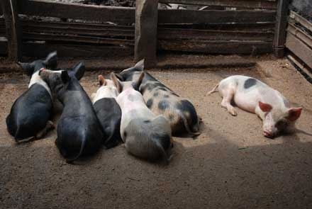 Porci crescuţi în gospodărie