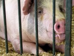 Amenzi de până la 30.000 de lei pentru cei care transportă porci vii, fără certificat sanitar