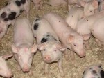 Ucraina îşi intensifică exporturile la carne de porc