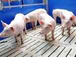 Efectivul de porci din Germania continuă să scadă