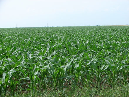 Anul acesta agricultorii clujeni îşi pun speranţele în cultura de porumb