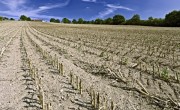 Cercetare agricolă