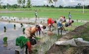 plantatie-de-orez-in-india