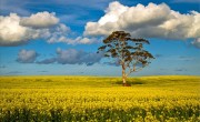 canola