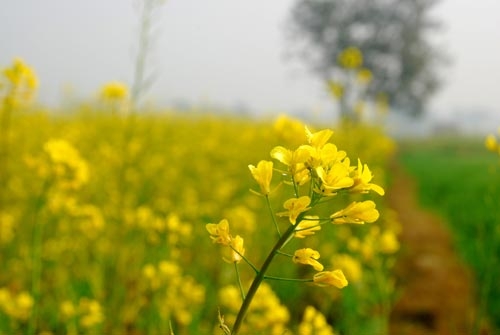 Fermierii îi cer ministrului Agriculturii să fie scutiți de penalitățile de întârziere pentru cererea unică de plată