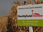 Pioneer şi Smithfield: Aproape 9 tone porumb/hectar, cu fertilizare organică