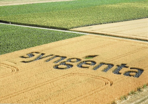 Syngenta a lansat propriul plan de acţiune pentru protecţia sănătăţii albinelor