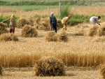 Tunisia oferă terenuri agricole investitorilor străini