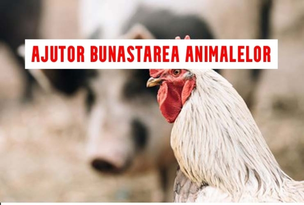 Ajutorul pentru bunăstarea animalelor pentru acest an!