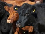 Anunț IMPORTANT pentru crescătorii de bovine rasa Angus!