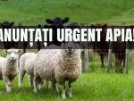 Notificați APIA în 10 zile lucrătoare pentru plata subvenției pe cap animal!