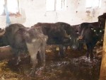 STĂPÂNUL CARE-ȘI ÎNFOMETA ANIMALELE, ÎNCĂTUȘAT! DSVSA CLUJ A DUS DE MÂNCARE BIVOLILOR!