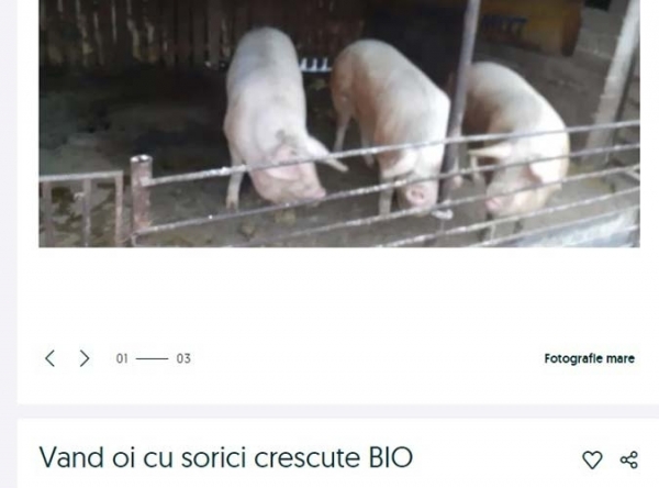 anunt porc_b