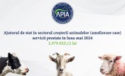 apia 29 iul animal