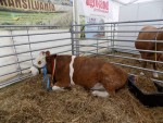 ASAS:PROGRAMUL DE AMELIORARE AL RASEI BĂLȚATĂ ROMÂNEASCĂ DE TIP SIMMENTAL!