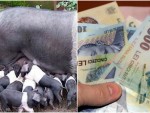 ACUM! Ajutor minimis porci Mangalița, Bazna pentru acest an! Beneficiari, condiții!