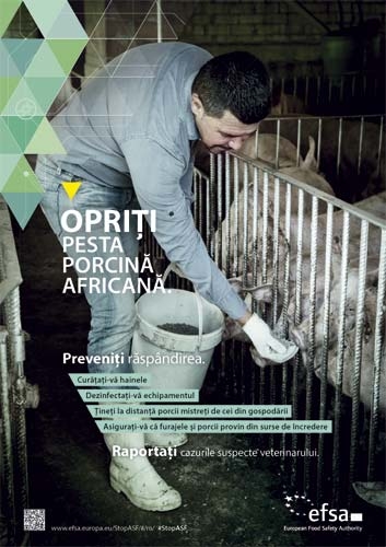 EFSA: 1,3 milioane de porci din ferme, uciși de pesta porcină africană!