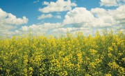 Canola field_Corteva Agriscience_Sustainable Solution to Global Food Security Challenges