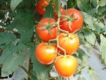 Ruşii mănâncă tomate ieftine din Egipt şi Maroc