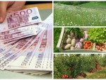 ORDIN MINISTERUL AGRICULTURII: TERMEN SUBVENȚIILE pentru AGRICULTURĂ ECOLOGICĂ!