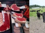 PREMIERĂ la AGRARIA 2017: PRIMA LICITAŢIE  de bovine ANGUS din România!